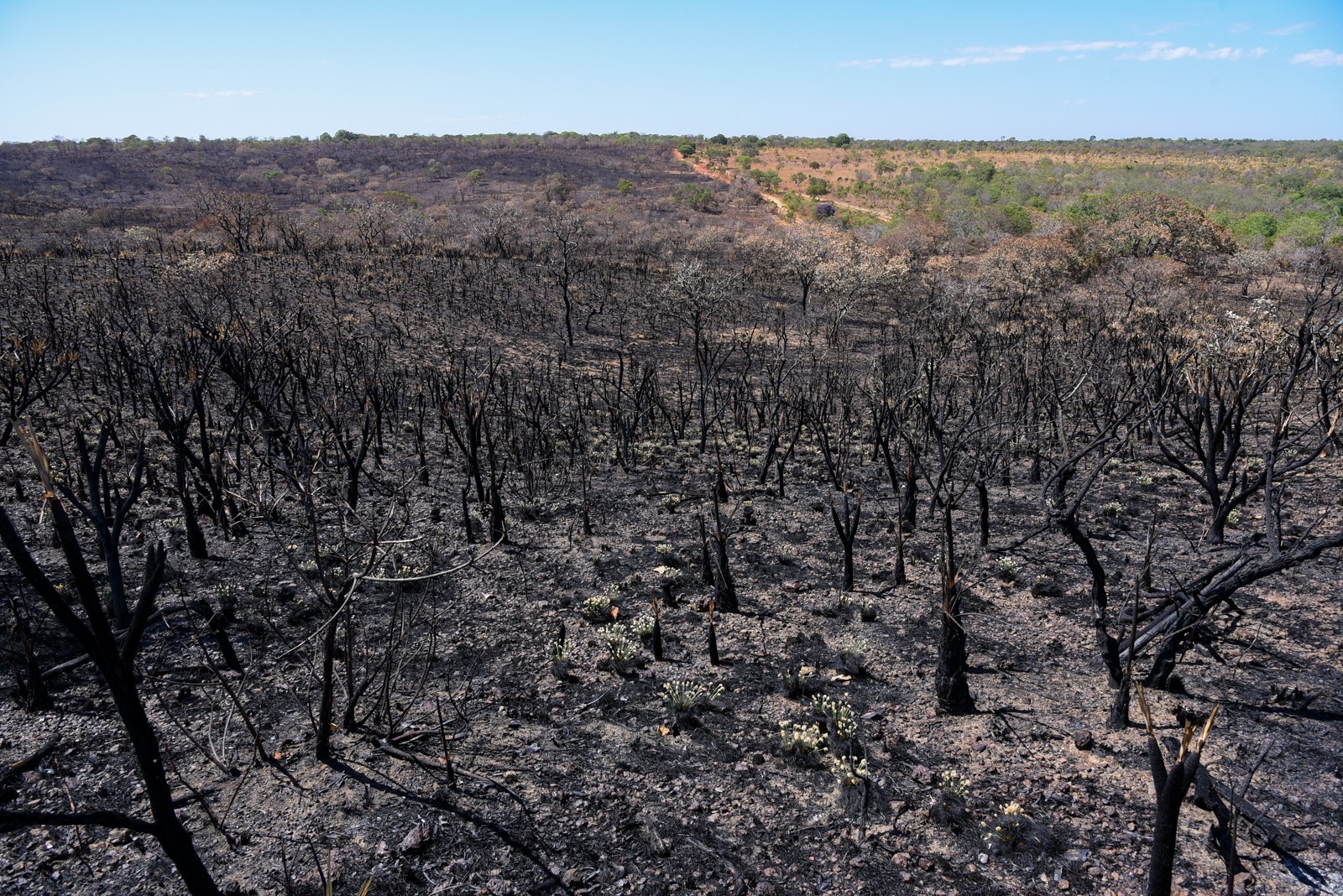 Do total de área queimada, mais de 81 mil hectares estão presentes em 386 imóveis rurais