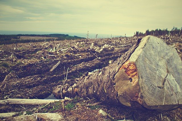 A empresa foi responsável pela supressão de 470 hectares de vegetação nativa de áreas protegidas.