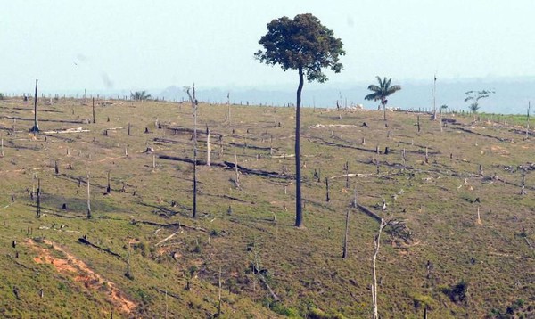 Desmatamento está entre as práticas que serão registradas nas matrículas dos imóveis