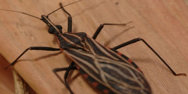 O procedimento visa acompanhar quais ações os municípios irão tomar para combater a doença de Chagas