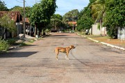 O canil municipal visa controlar a população de cães nas ruas e impedir a transmissão de doenças