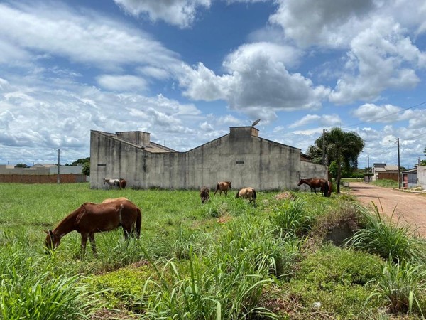 Cavalos soltos no setor Boulevard em Gurupi