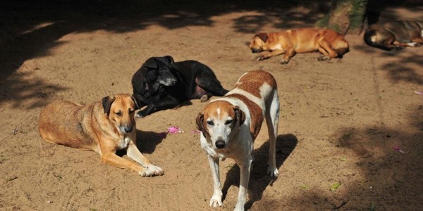 A recomendação tem a finalidade de garantir os direitos dos animais