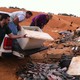 Pescado é descartado no aterro sanitário