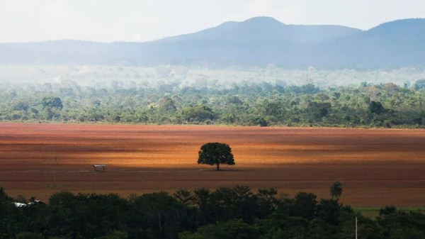 Servidor tem artigo sobre ilegalidade em questões ambientais publicado em revista internacional