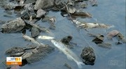 O MPTO instaurou procedimento para apurar as possíveis causas da mortandade de peixes no rio Pau Seco