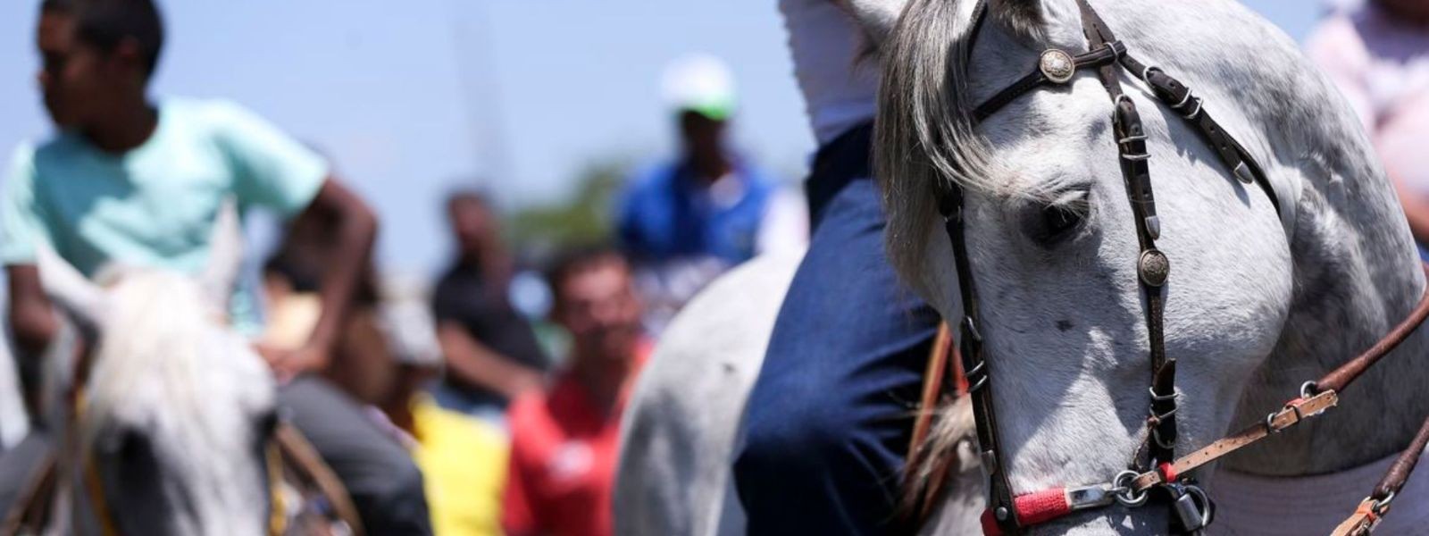 Bem-estar animal e segurança são foco de recomendação do MPTO