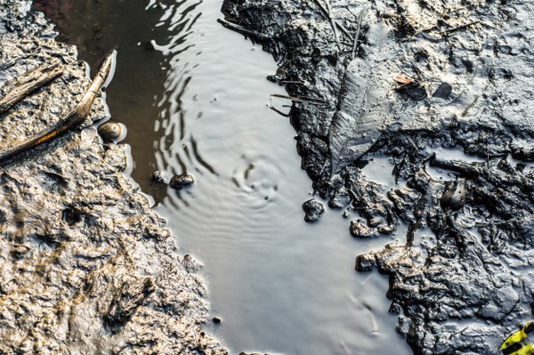 Foram julgados cinco recursos de auto de infração ambiental