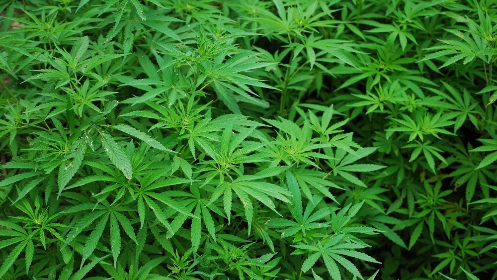 10 mil pés de maconha eram cultivados uma área de 2 mil m²