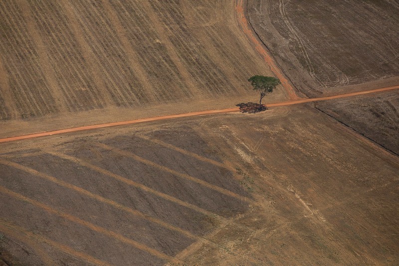 634 hectares da vegetação nativa foram desmatados ilegalmente