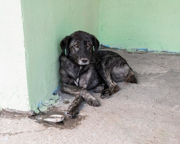 Os dois acusados foram flagrados pela Polícia Civil submetendo dois cães a procedimentos cirúrgicos de corte de orelhas