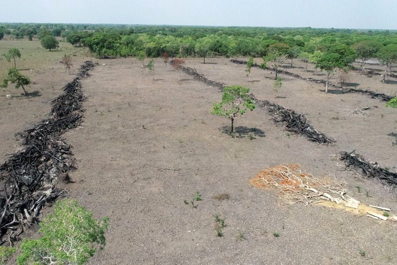 Os desmatamentos aconteceram nos municípios de Paranã e Cariri