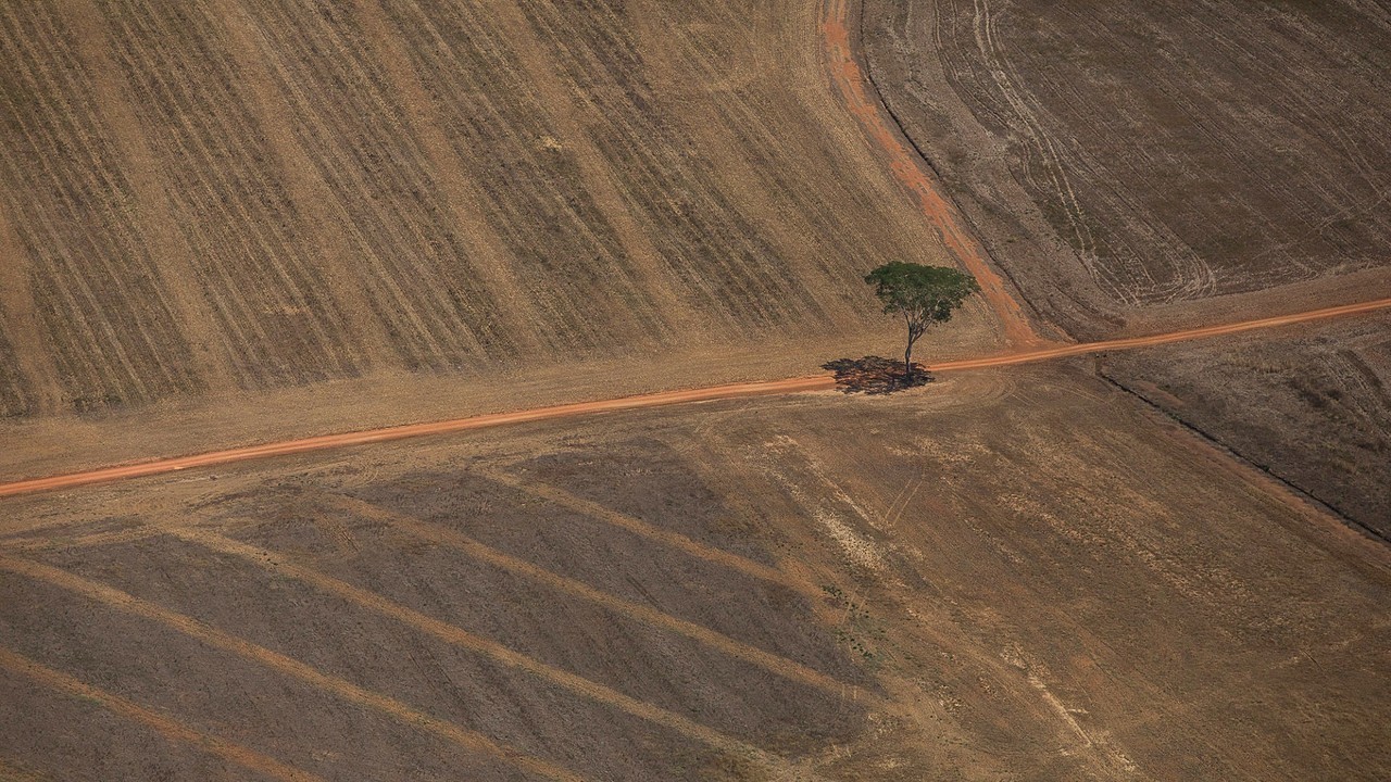 Desmatamento atinge diversos biomas do Brasil