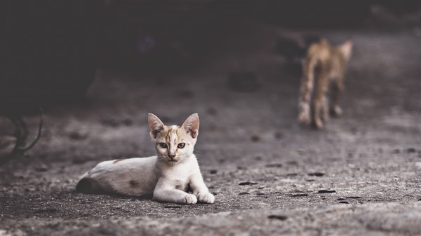 Um outro procedimento segue em andamento e vai tratar a questão de maneira mais ampla, envolvendo toda a política de bem-estar animal em Palmas