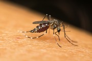 Promotor questiona sobre ações de prevenção à dengue e seu vetor