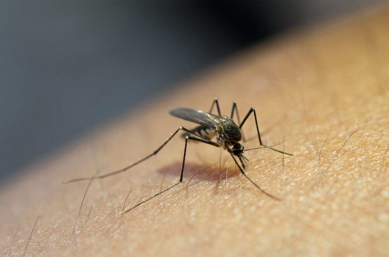 Com as chuvas aumenta as chances de proliferação do mosquito
