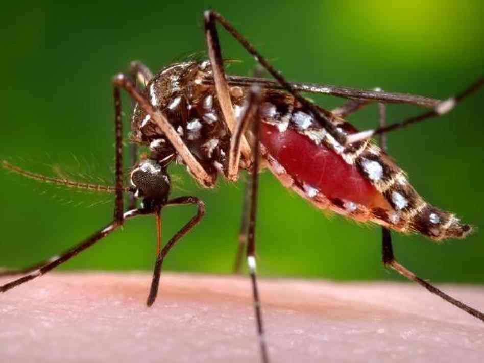 O Zika vírus é  transmitido pelo mesmo mosquito que transmite a dengue