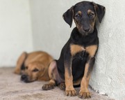 A recomendação foi expedida aos Municípios de Ananás, Riachinho e Cachoeirinha