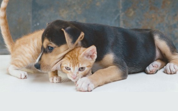 Segundo a ação, os animais estariam sofrendo maus-tratos