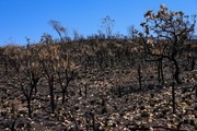 Dados do relatório apontam que 311 imóveis rurais tiveram a incidência de fogo três anos seguidos