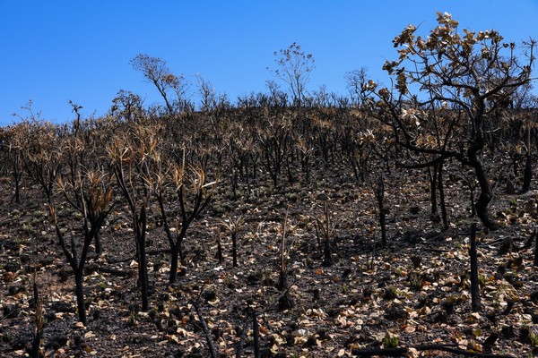 Dados do relatório apontam que 311 imóveis rurais tiveram a incidência de fogo três anos seguidos