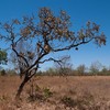 Seca na história pressiona Cerrado