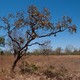 Seca na história pressiona Cerrado