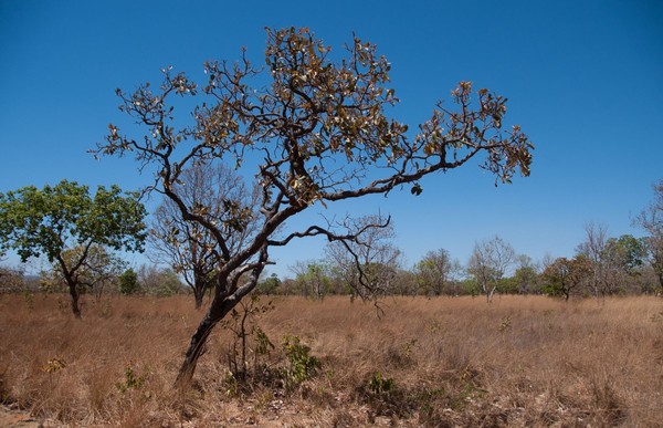 Seca na história pressiona Cerrado